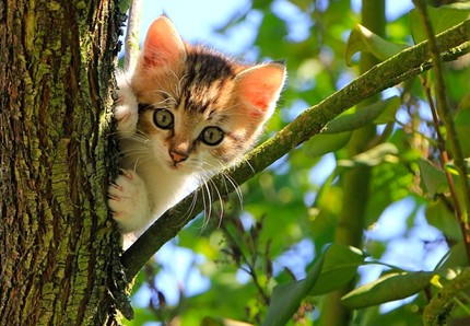 Il gatto è un grande atleta